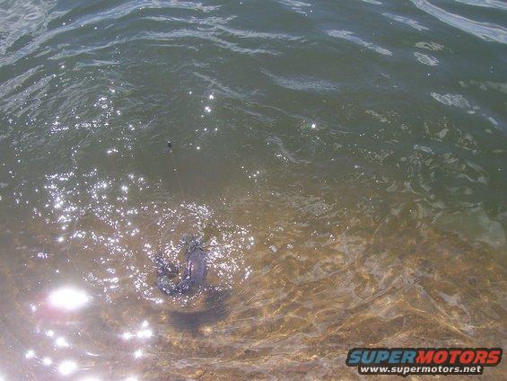 Fish struggling on a fishing line in murky water near the shore