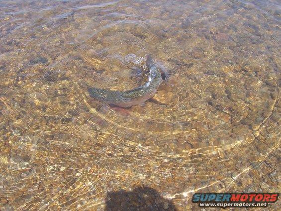 Fish swimming in clear, shallow water over a rocky bed