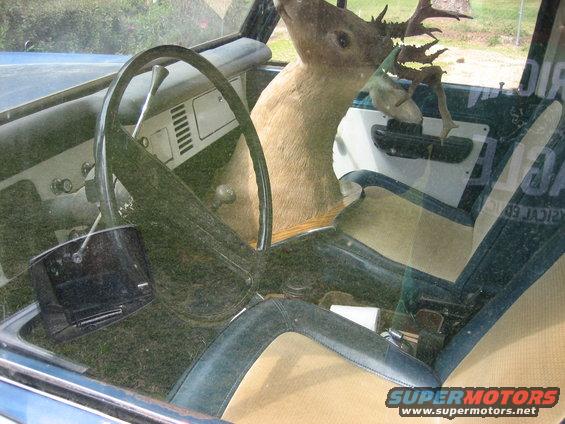 Deer head mounted on dashboard of a vintage blue vehicle interior with tan and blue seats
