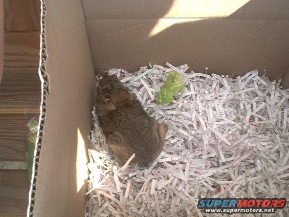 Rodent in shredded paper bedding inside a cardboard box with a piece of green food