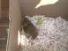 2003 Yamaha RAPTOR 80 - A rodent is contained within a cardboard box filled with shredded paper and a piece of food.