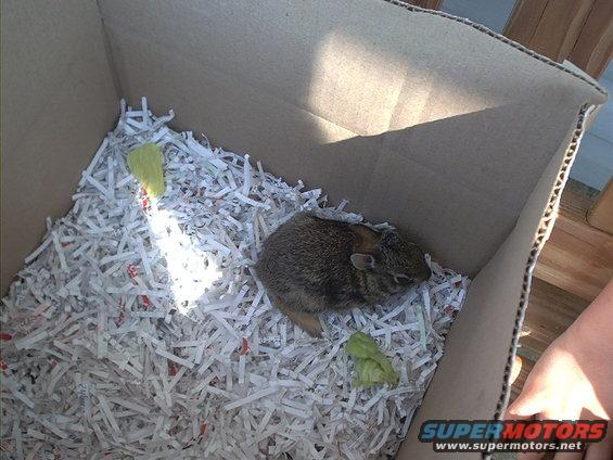 Young rabbit in a cardboard box with shredded paper and lettuce