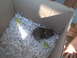 2003 Yamaha RAPTOR 80 - A young rabbit is housed in a cardboard box filled with shredded paper and pieces of lettuce.