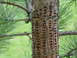 1996 Ford Bronco - A close-up view of pine tree bark shows the distinctive pattern of holes created by a sapsucker.