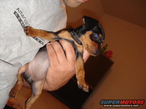 Puppy held by a person wearing a grey t-shirt with text
