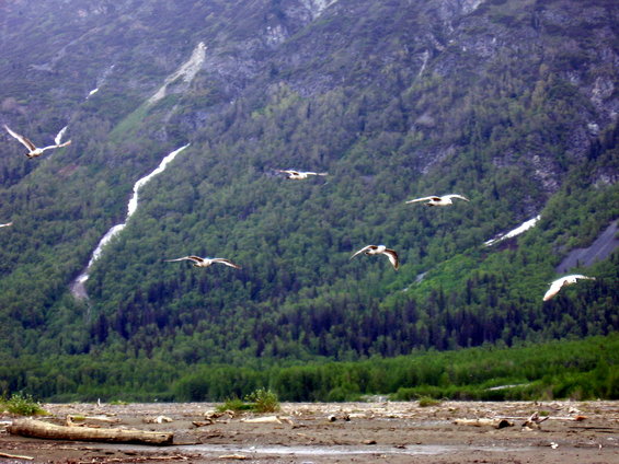 Flock of birds in flight over a wooded mountain landscape with a dry riverbed in the foreground