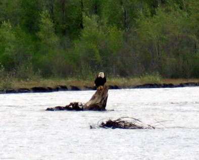 Bald eagle perched on a log in water with trees in background