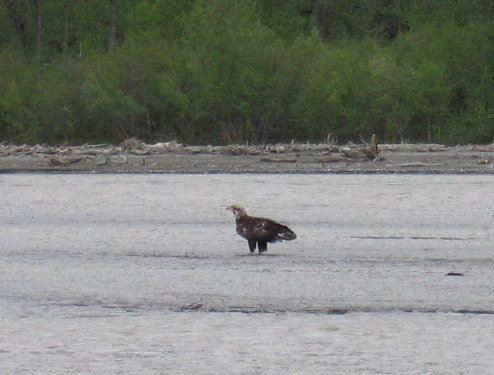 Eagle standing on a wide, flat gravel bar near trees