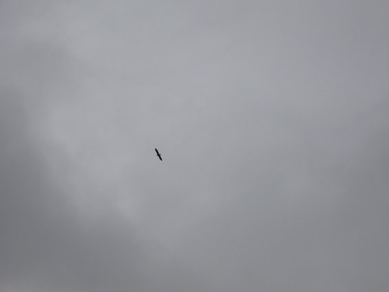 Bird silhouette against overcast sky