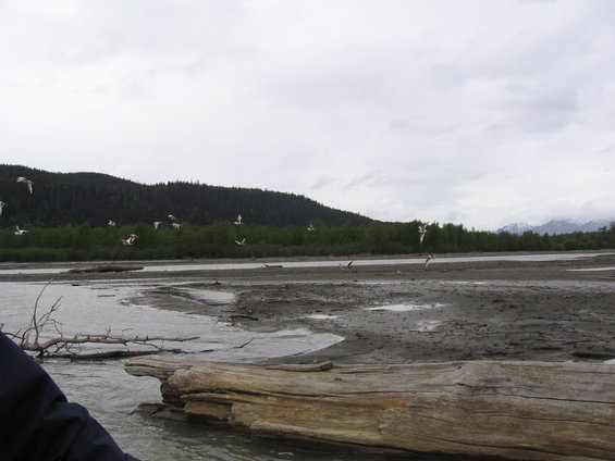 Birds fly over a muddy riverbed with trees and mountains in the background