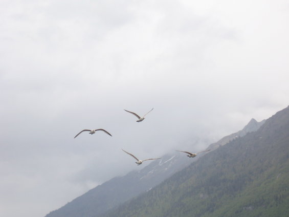 Four seagulls fly in formation against a cloudy sky with a mist-covered mountain range in the background