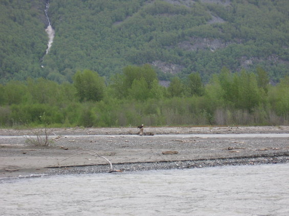 Eagle perched on a log in a rocky riverbed with a waterfall in the background