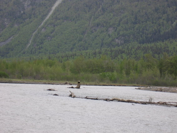 Person sitting in shallow river with trees and mountain in background