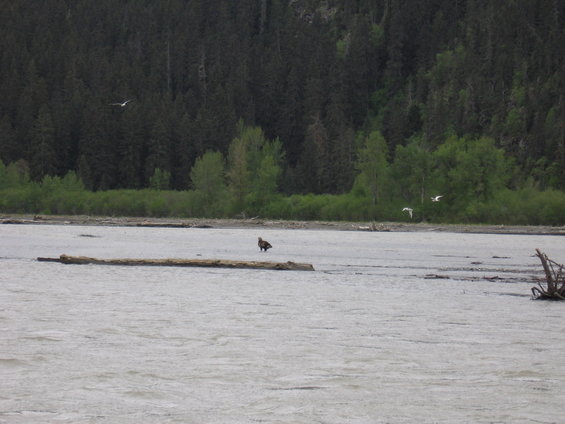 Eagle standing on a log in a river with birds flying overhead, trees in background