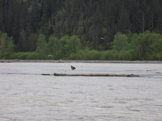 Eagle standing on a log in a river with trees in the background