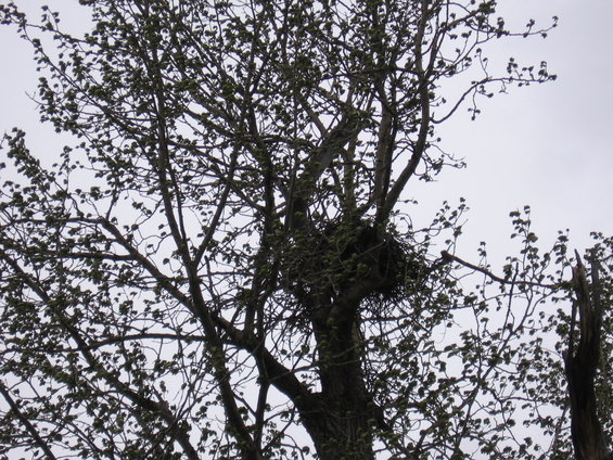 Bird nest built in the branches of a leafy tree against a cloudy sky
