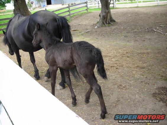 dark-colored horse and its foal stand in a dirt enclosure with a white fence in the foreground