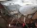 1978 Ford Mustang II - Gas tank removed, maybe it's time for new shocks.