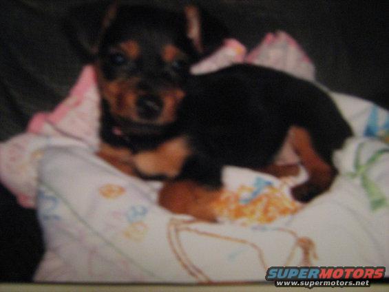 tobipup02.jpg Tobi as a puppy, the day we got him.
