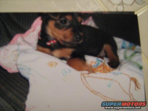 tobipup04.jpg Tobi as a puppy, the day we got him.