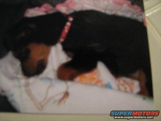 tobipup05.jpg Tobi as a puppy, the day we got him.