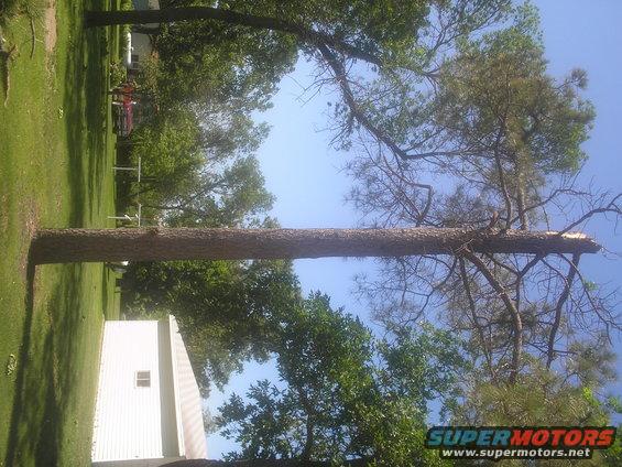 Fallen tree across a yard with a shed and a red truck in the background