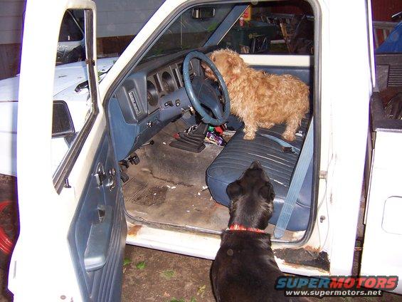 Interior of a white pickup truck with two dogs, one on the driver's seat
