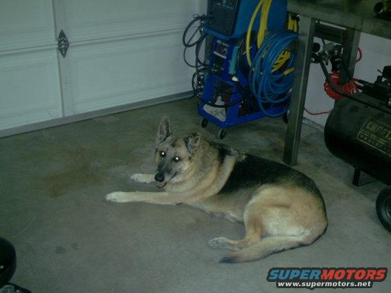 German Shepherd dog lying on a concrete floor in a garage, with a welding machine and air compressor in the background