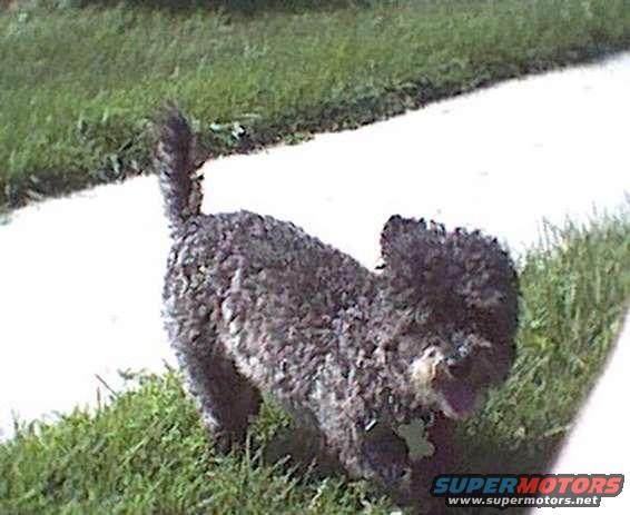 Poodle dog on grass next to a sidewalk