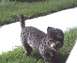 1989 Ford Bronco - A dark-colored poodle stands on a grassy area next to a paved path.