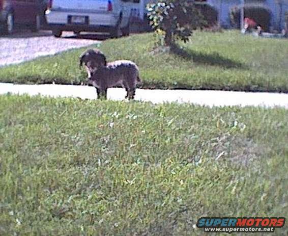 Dog standing on grass with a vehicle in the background
