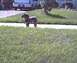1989 Ford Bronco - A dog stands on a grassy area with a vehicle visible in the background.