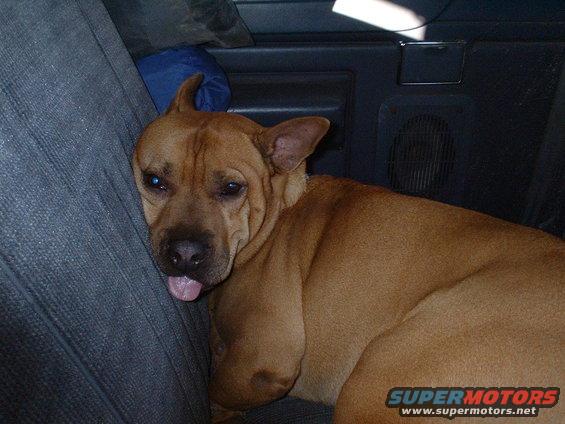Brown dog with tongue sticking out resting on a car seat