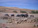 1989 Ford Bronco - Multiple off-road vehicles traverse a challenging rock formation on a sunny day.