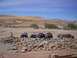 1989 Ford Bronco - Multiple trucks and SUVs are positioned on a large pile of rocks under a clear blue sky.