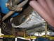 1973 Ford Ranchero - The underside of a vehicle is shown, focusing on the transmission and exhaust system components.