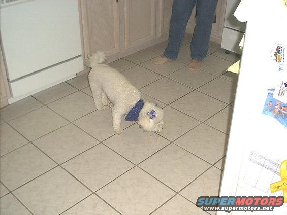 White dog with blue bandana on kitchen floor