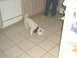 2003 Yamaha RAPTOR 80 - A white dog wearing a blue bandana sniffs the floor in a kitchen, with a person standing in the background.