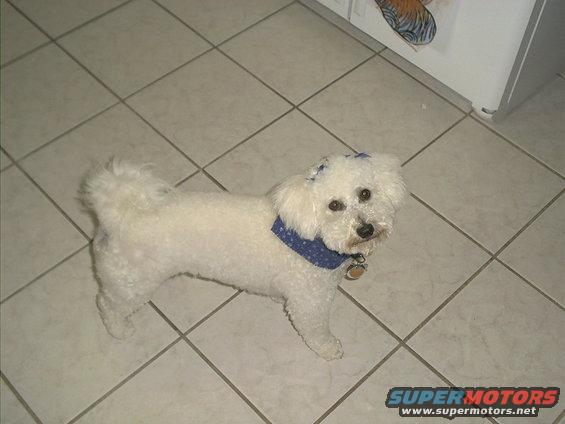 white poodle mix dog with blue bandana and collar