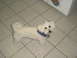 2003 Yamaha RAPTOR 80 - A white poodle mix dog stands on a tiled floor wearing a blue bandana and collar.