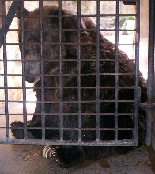 Bear behind metal bars