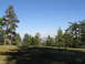 1979 Ford Bronco - A wide view of a natural landscape with rolling hills and evergreen trees.