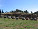 1979 Ford Bronco - A group of off-road vehicles are lined up on a hillside under a clear blue sky.
