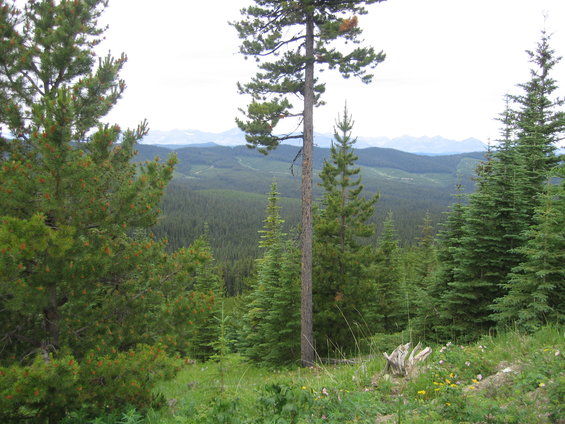 Pine trees in foreground with a vast forest and mountains in the background