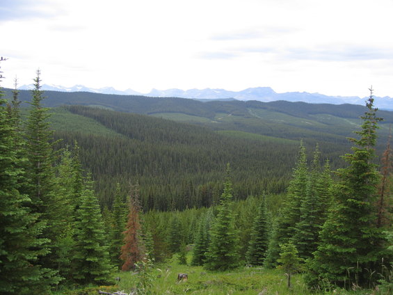 Forest landscape with rolling hills and distant mountains under a cloudy sky
