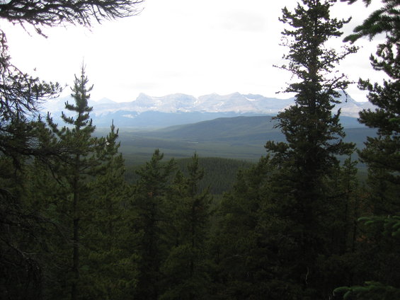 Pine trees in the foreground with a wide valley and snow-capped mountains in the distance