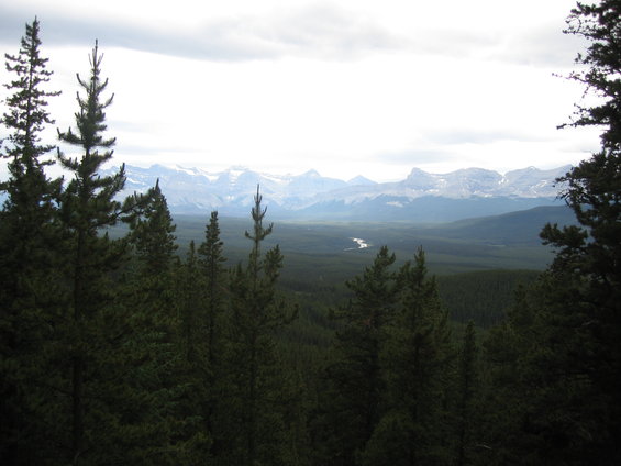 Pine trees in foreground with a wide valley and snow-capped mountains in the distance under a cloudy sky