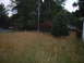 2004 Ford Crown Victoria - A wide shot of an unkempt yard with tall grass and dense trees under an overcast sky.