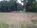 2004 Ford Crown Victoria - Overgrown field with a house and trees visible in the distance.