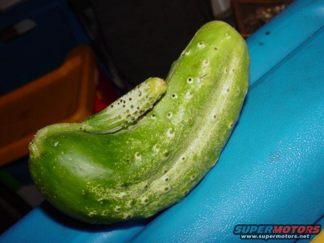 cucumber.jpg 